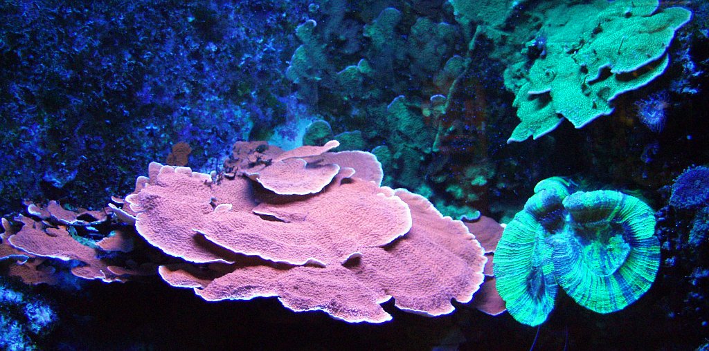 ACTINODICUS